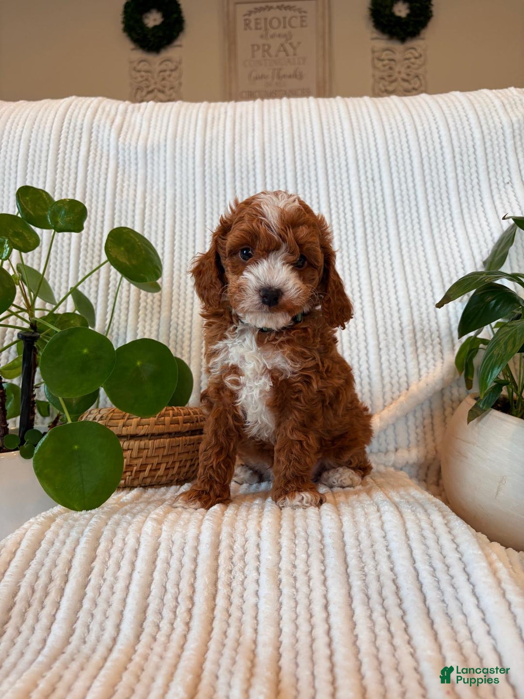 Cavapoo dogs for sale: Bear - Ad 2