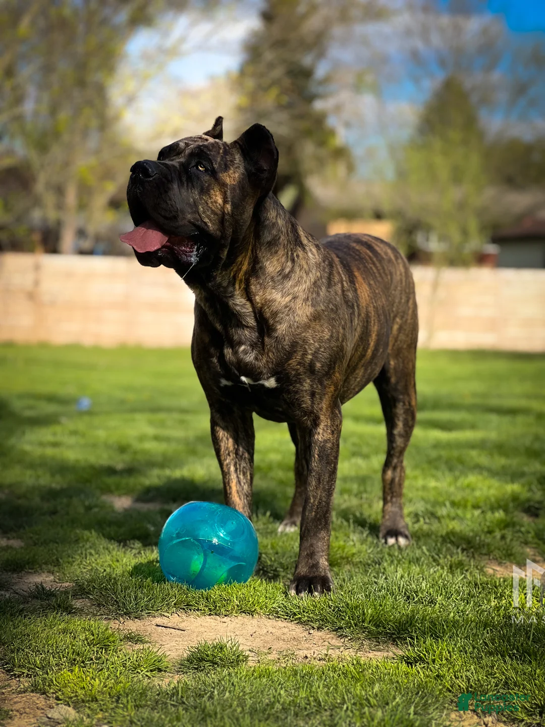 Mixed Breed dogs for sale: Dark Pink Collar Female - Ad 16