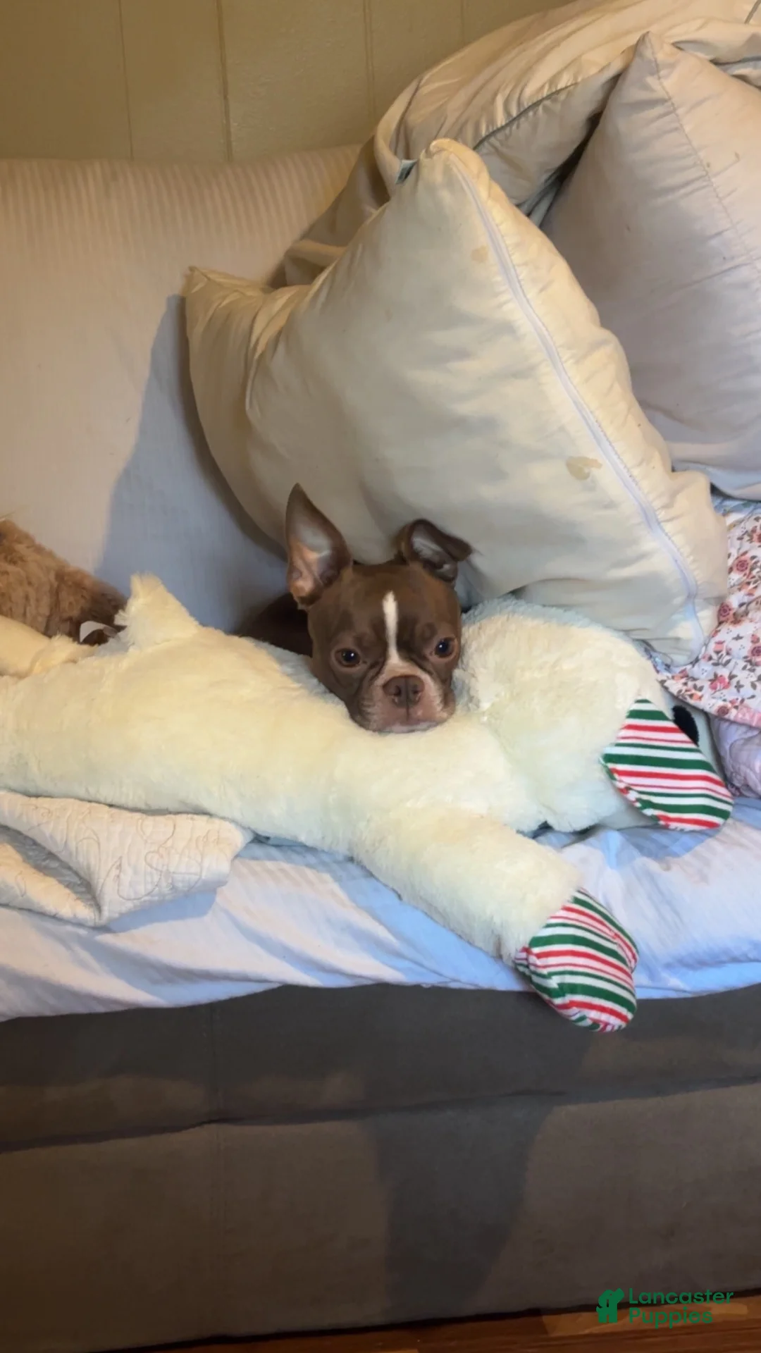 Boston Terrier dogs for sale: Boston Terrier 1 - Ad 17