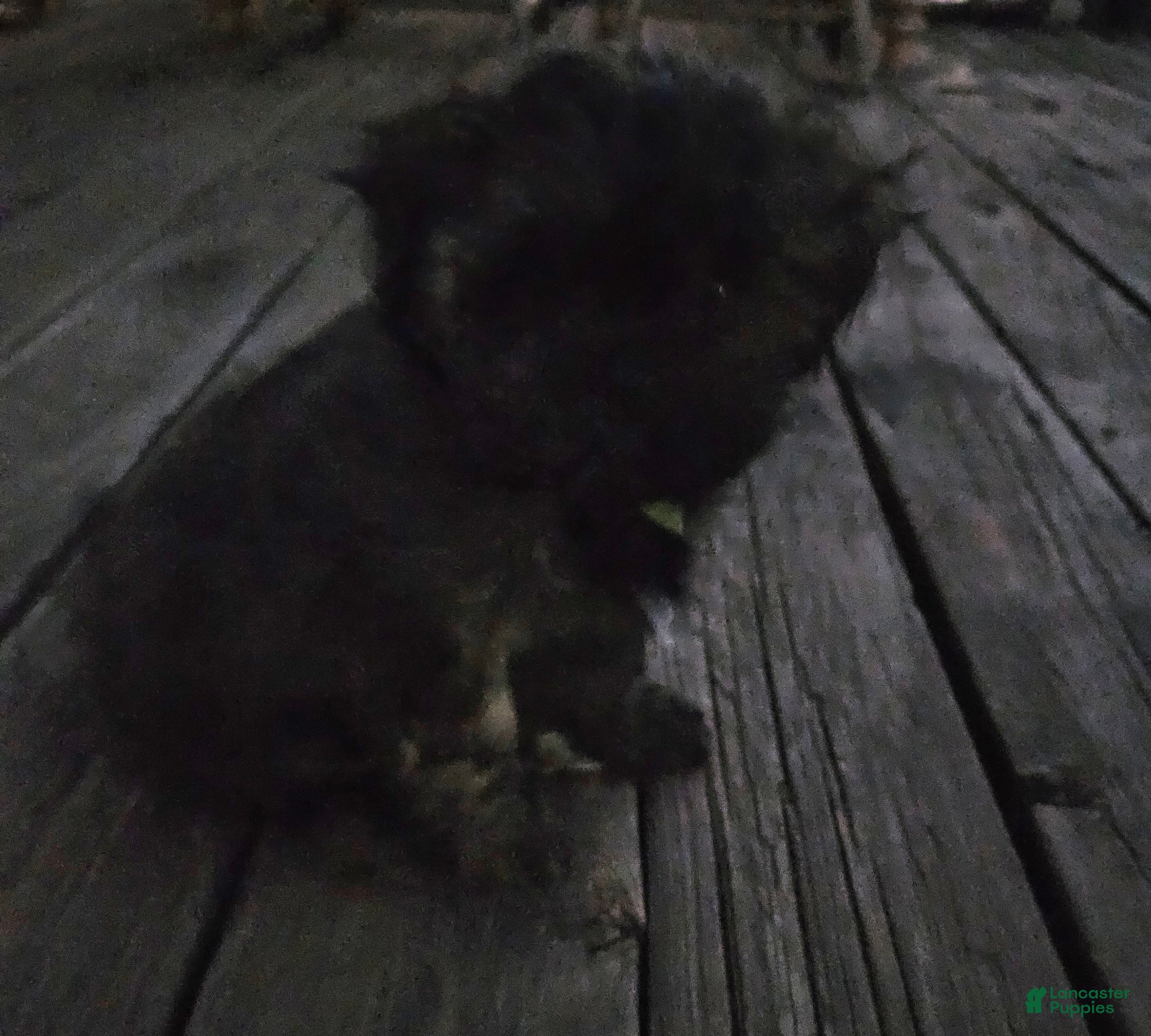 Shorkie dogs Shorkie Puppy 1 - Ad 38