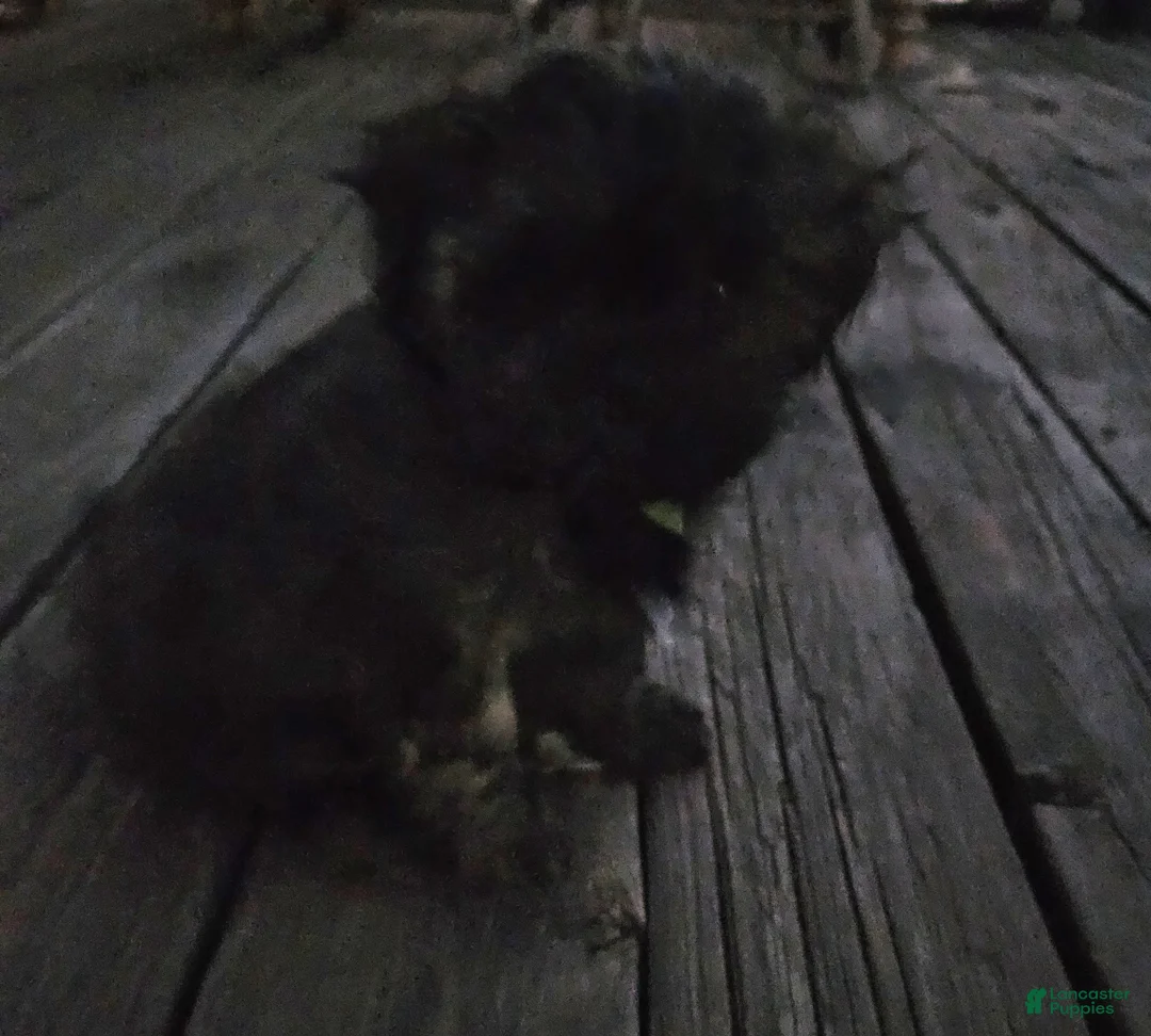 Shorkie dogs for sale: Shorkie Puppy 1 - Ad 1