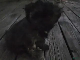 Shorkie dogs Shorkie Puppy 1 - Ad 38