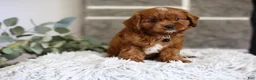 Cavapoo dogs for sale: Elliot - Ad 12