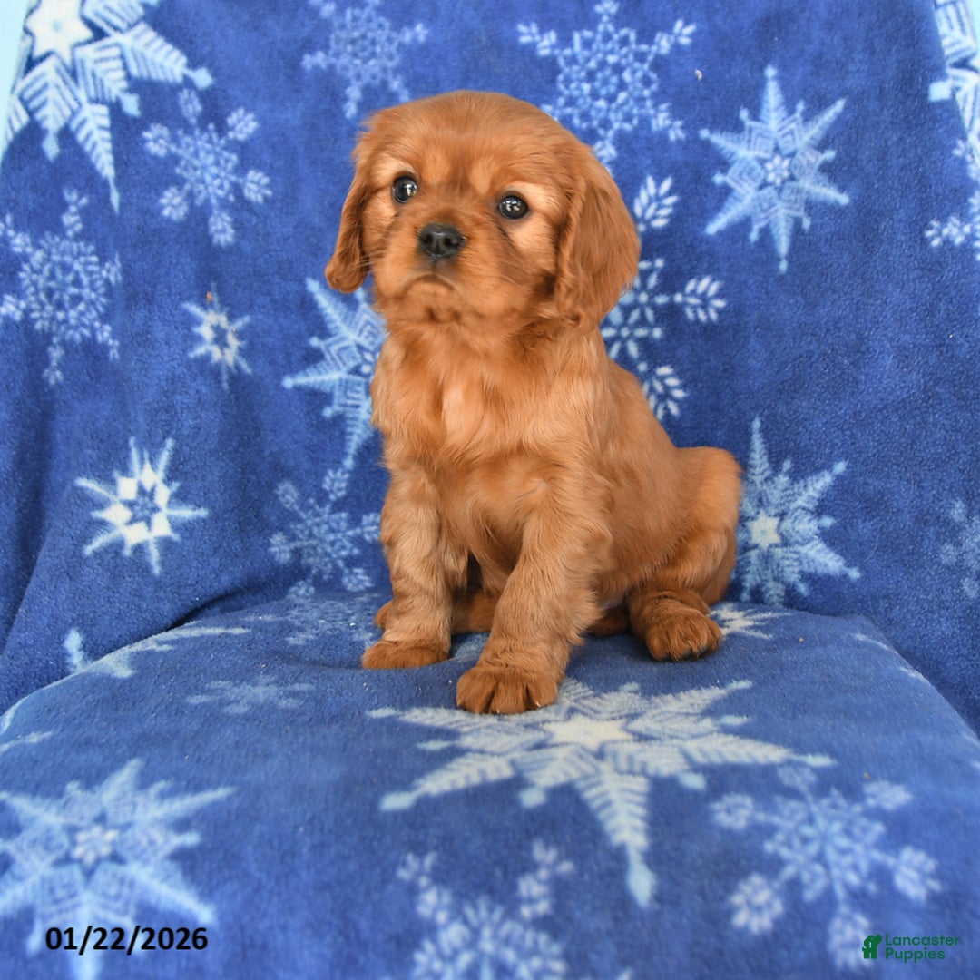 Cavalier King Charles Spaniel dogs for sale: Naomi - Ad 1
