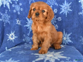 Cavalier King Charles Spaniel dogs Naomi - Ad 6