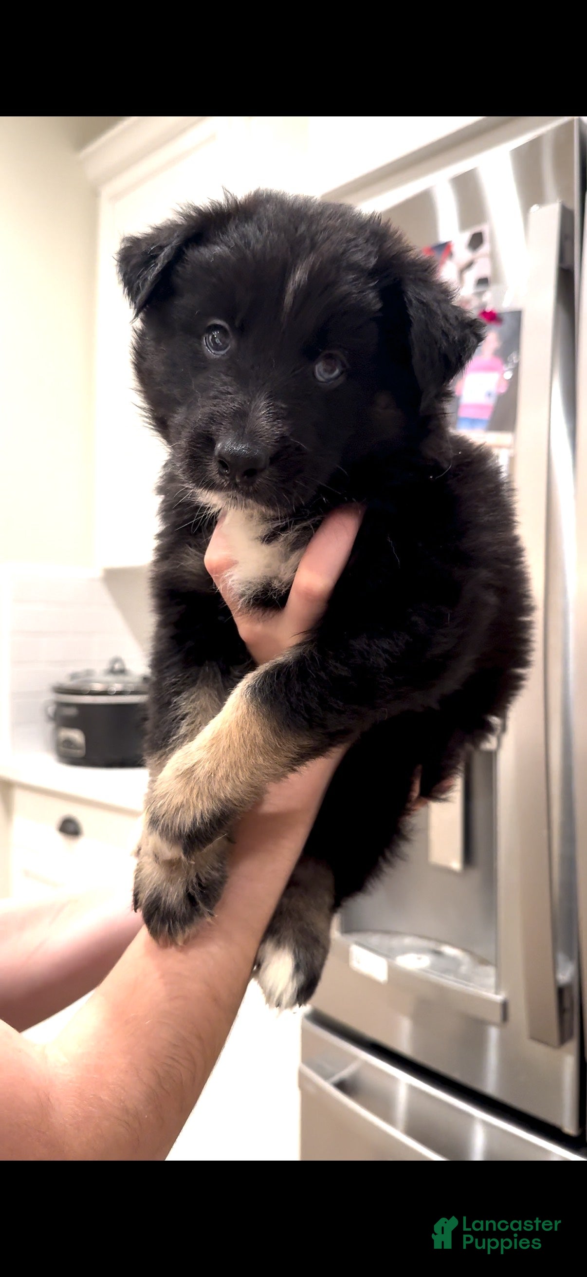 Mixed Breed dogs Gus Gus - Ad 6