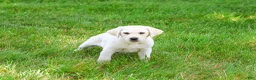 Labrador Retriever dogs for sale: Perseus  - Ad 2