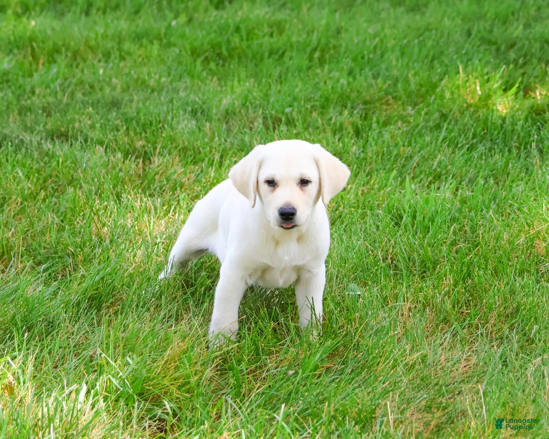 Labrador Retriever dogs for sale: Perseus  - Ad 2
