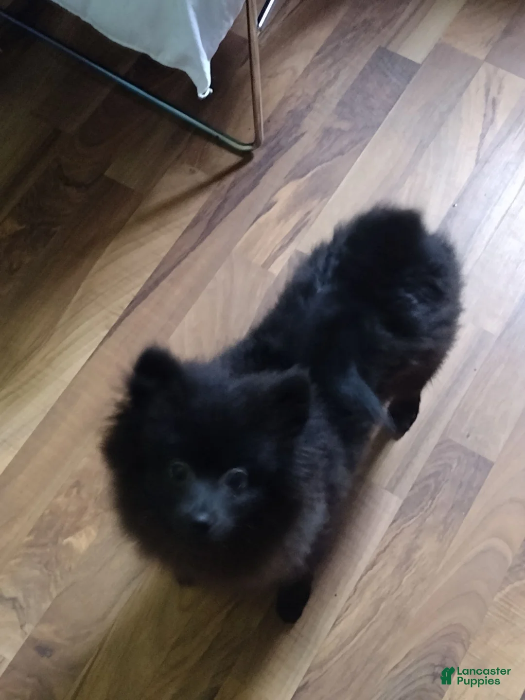 Pomeranian dogs for sale: Pomeranian 1 - Ad 5