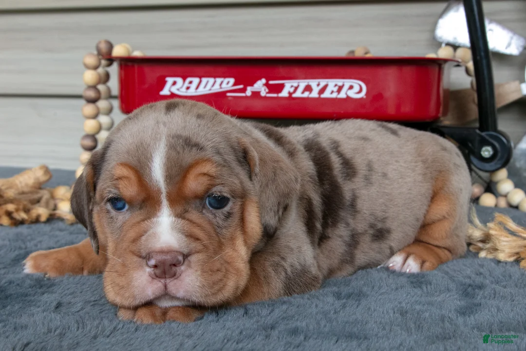 Beabull dogs for sale: Nacho - Ad 3