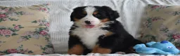 Bernese Mountain Dog dogs for sale: Bernard  - Ad 15