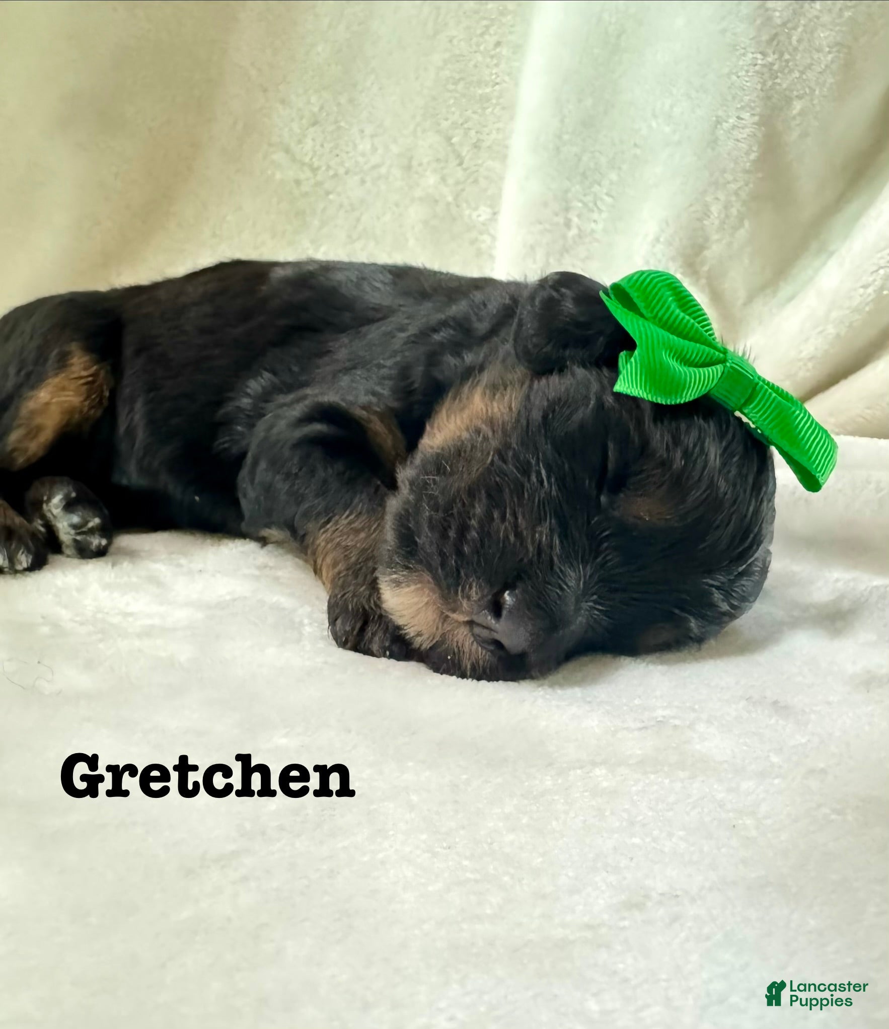 Bernedoodle dogs Gretchen  - Ad 16