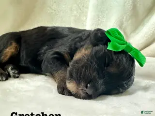 Bernedoodle dogs Gretchen - Ad 16