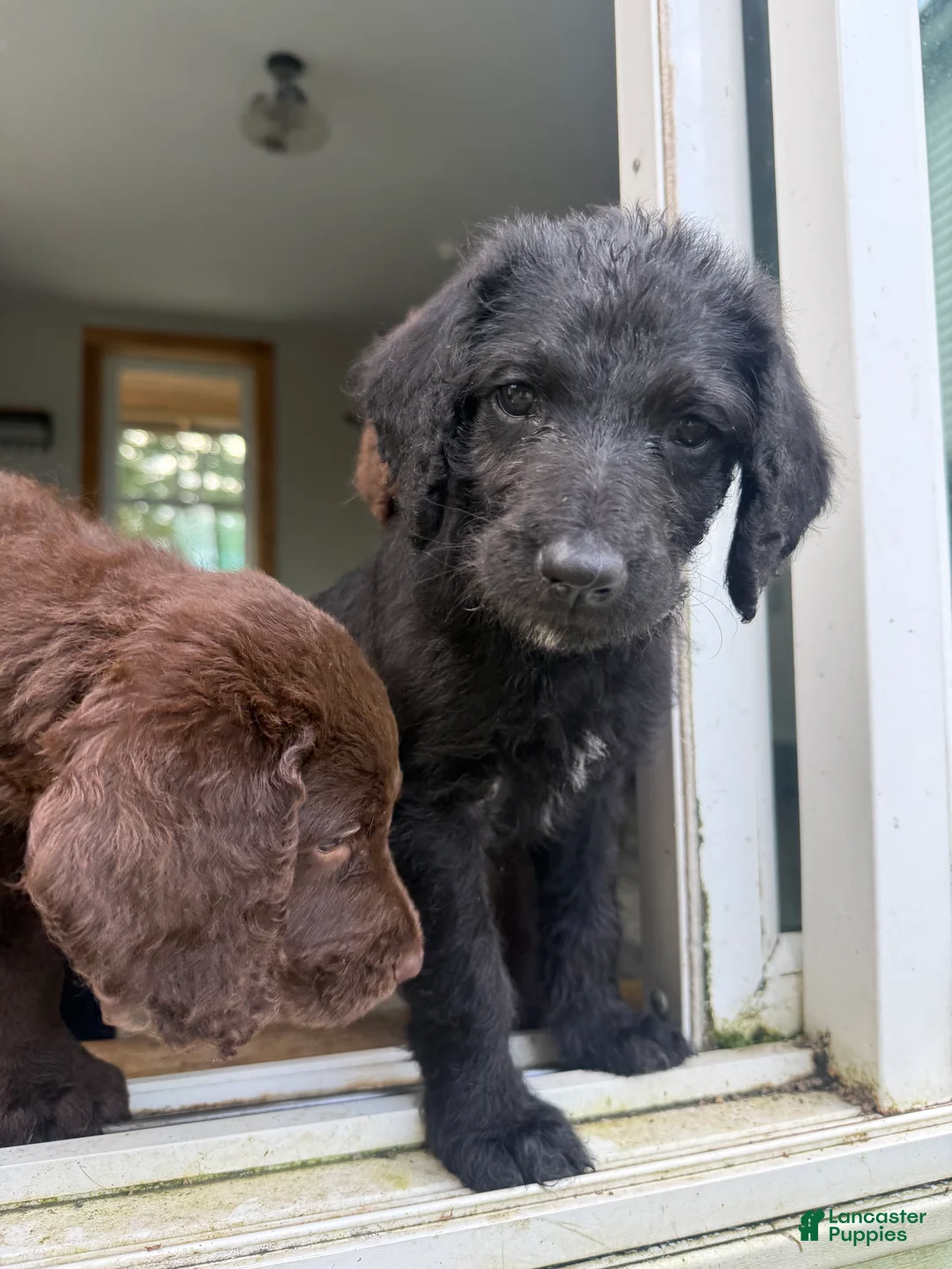 Double Doodle dogs for sale: Double Doodle 1 - Ad 1