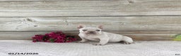 French Bulldog dogs for sale: Kody - Ad 2