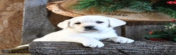 Labrador Retriever dogs for sale: Starlight - Ad 2