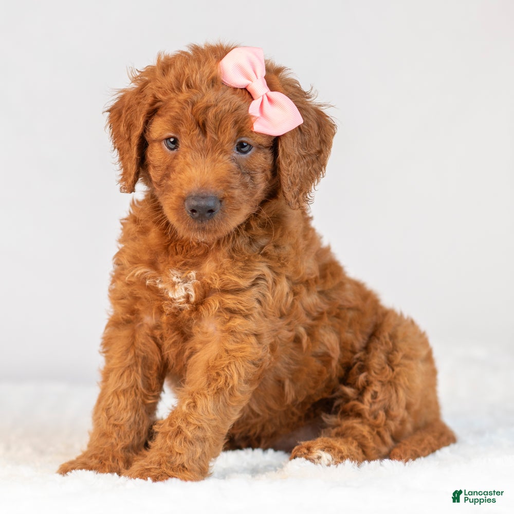 Mini Goldendoodle dogs Misty - Ad 2