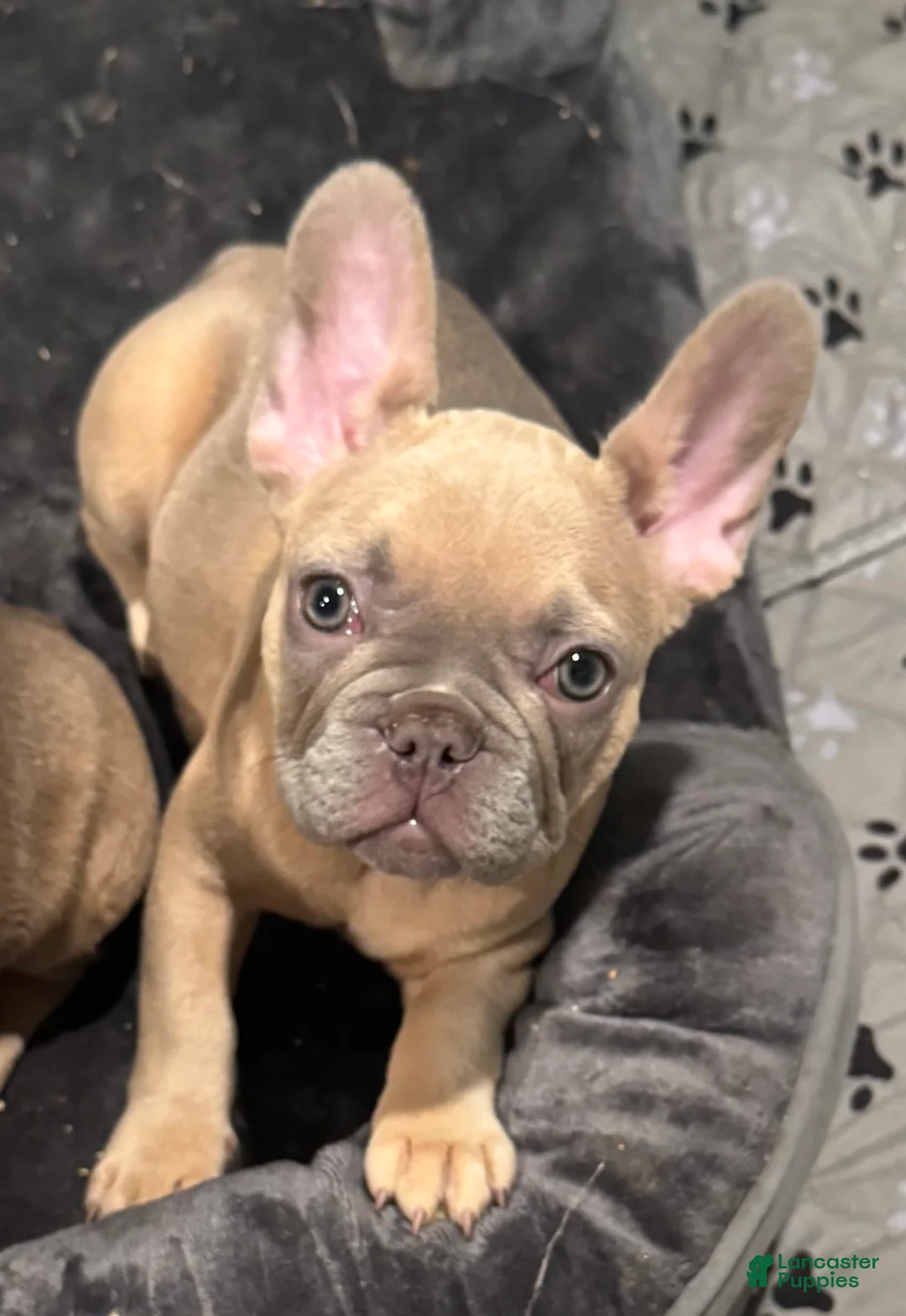 French Bulldog dogs for sale: Zina - Ad 2