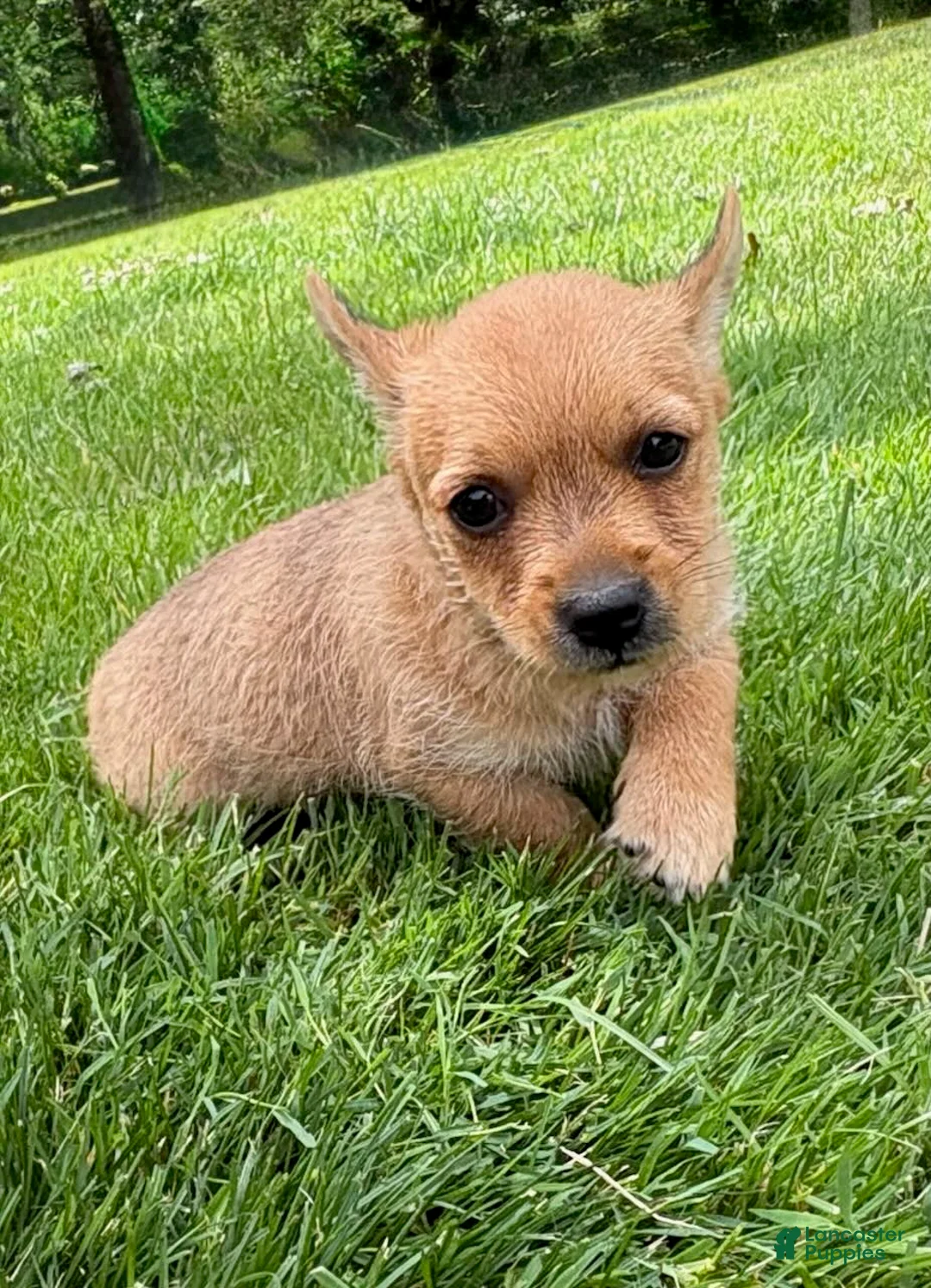 Chorkie dogs for sale: Chorkie 2 - Ad 5