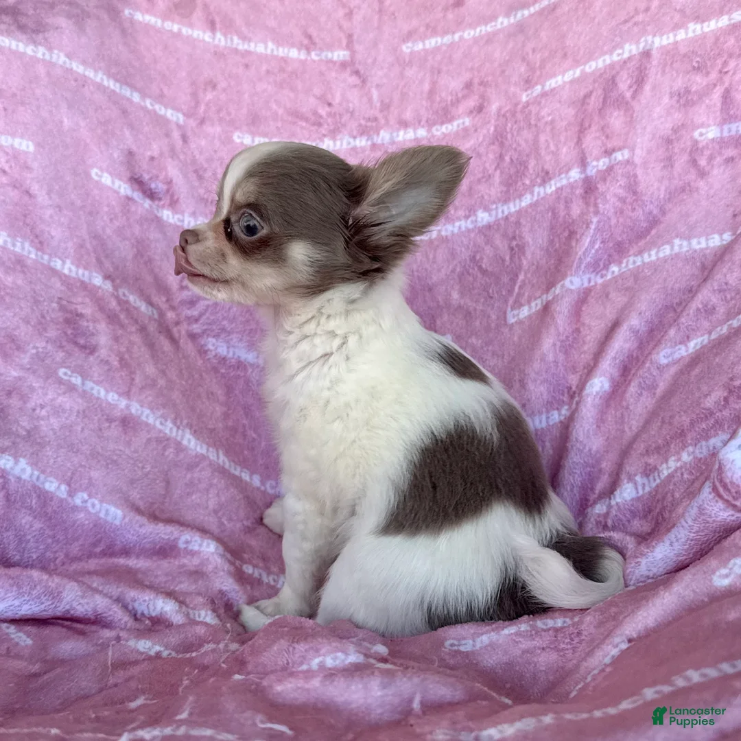 Chihuahua dogs for sale: Tiny Izzy Lavender LC - Ad 6