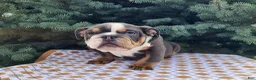 English Bulldog dogs for sale: Elliot - Ad 15