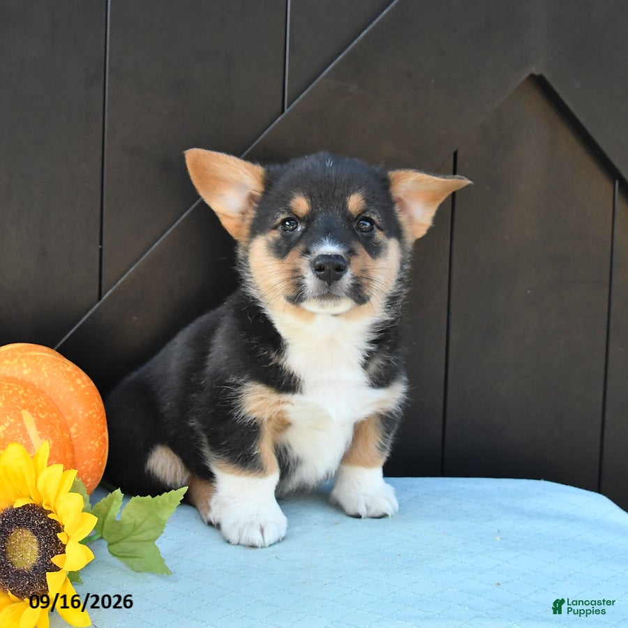 Welsh Corgi Pembroke dogs Ryder - Ad 2