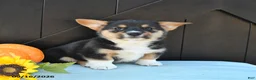 Welsh Corgi Pembroke dogs for sale: Ryder - Ad 2