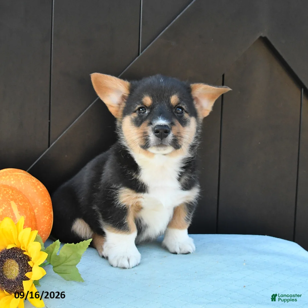 Welsh Corgi Pembroke dogs for sale: Ryder - Ad 2