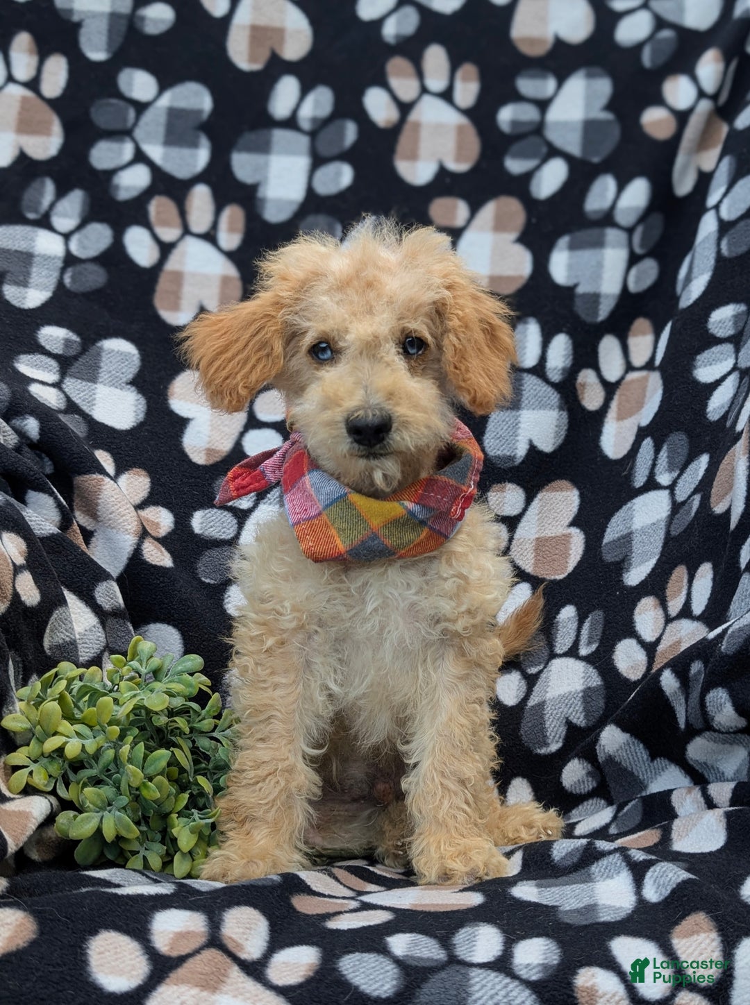 Cockapoo dogs for sale: Moore Hypoallergenic - Ad 3