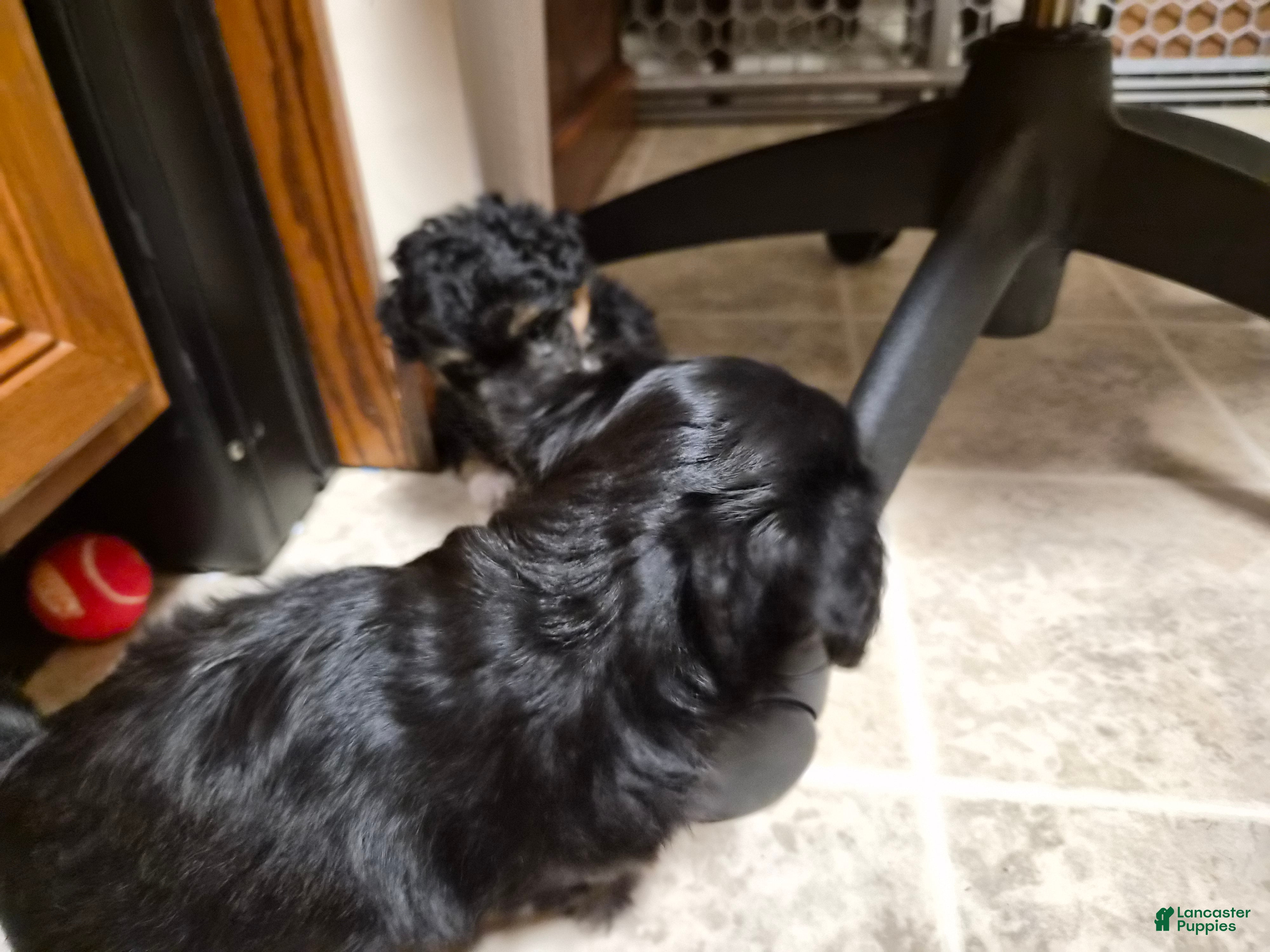 Malshi dogs Reeses - Ad 7