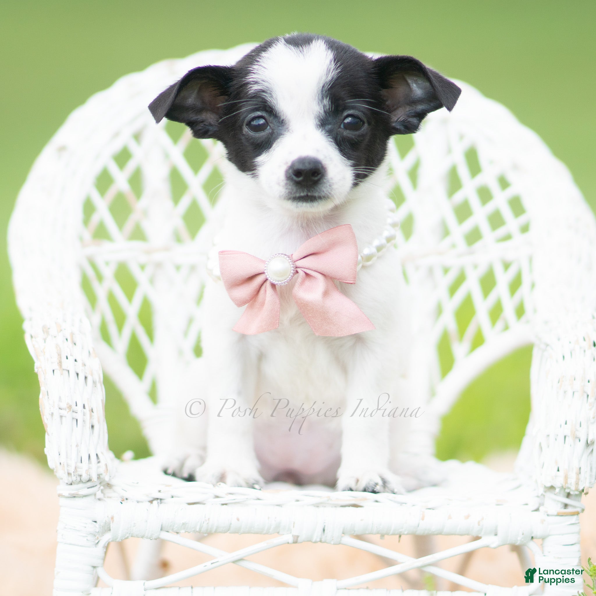 Chihuahua dogs Diva - Ad 21