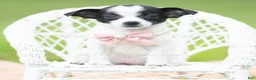 Chihuahua dogs for sale: Diva - Ad 1