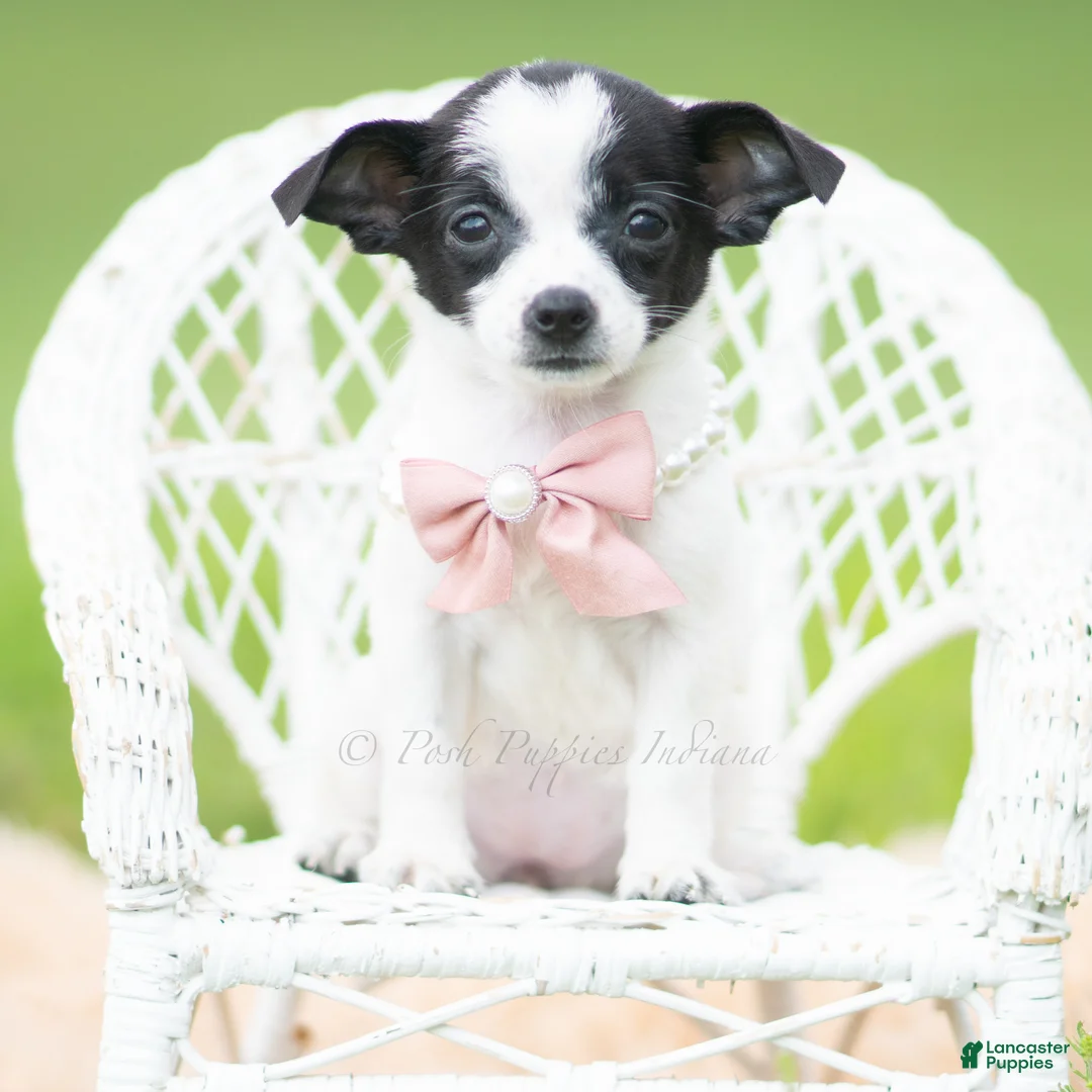 Chihuahua dogs for sale: Diva - Ad 1
