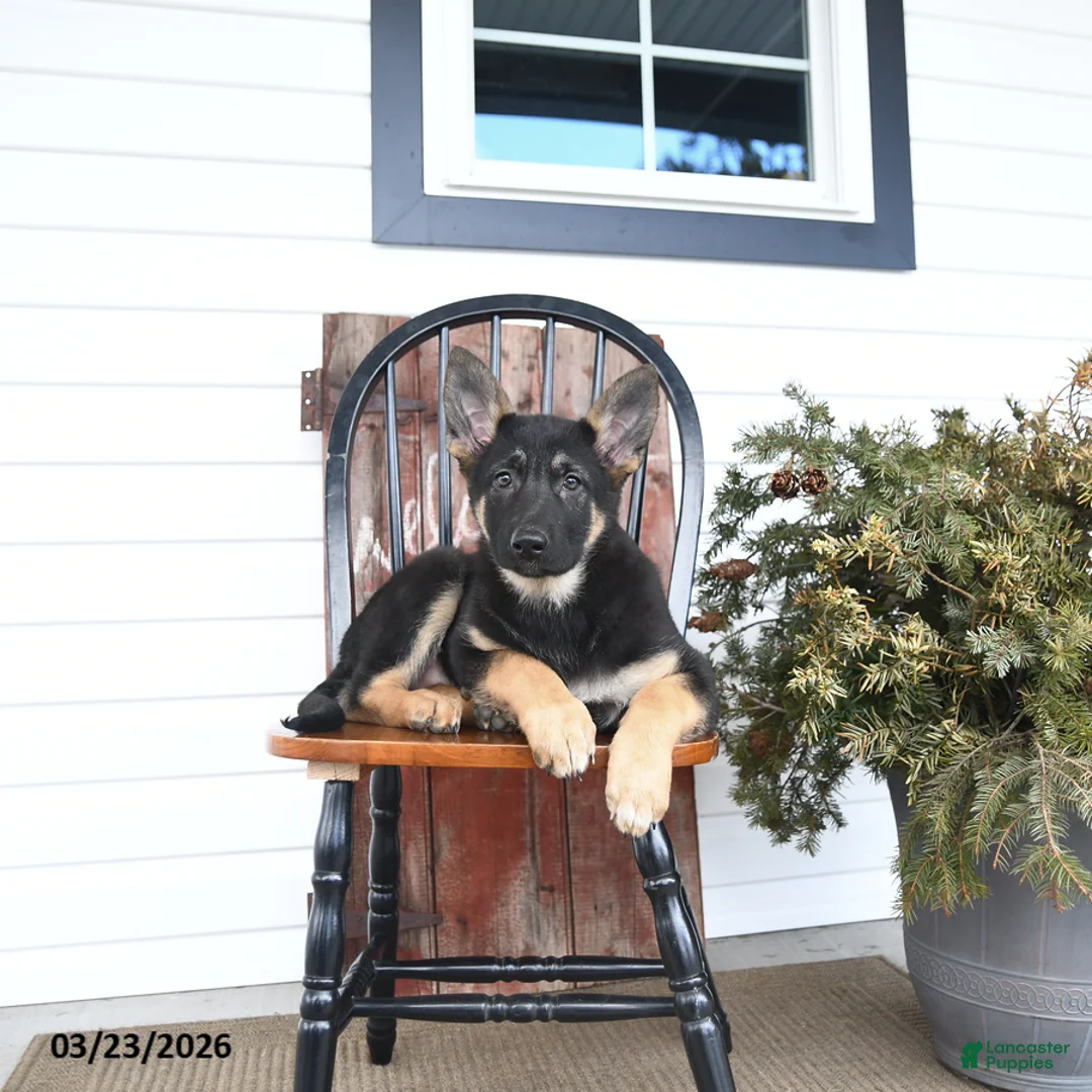 German Shepherd dogs for sale: Blair  - Ad 2