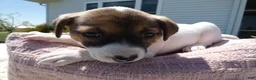 Jack Russell Terrier dogs for sale: Jack Russell Terrier Puppy 4 Snappy - Ad 2