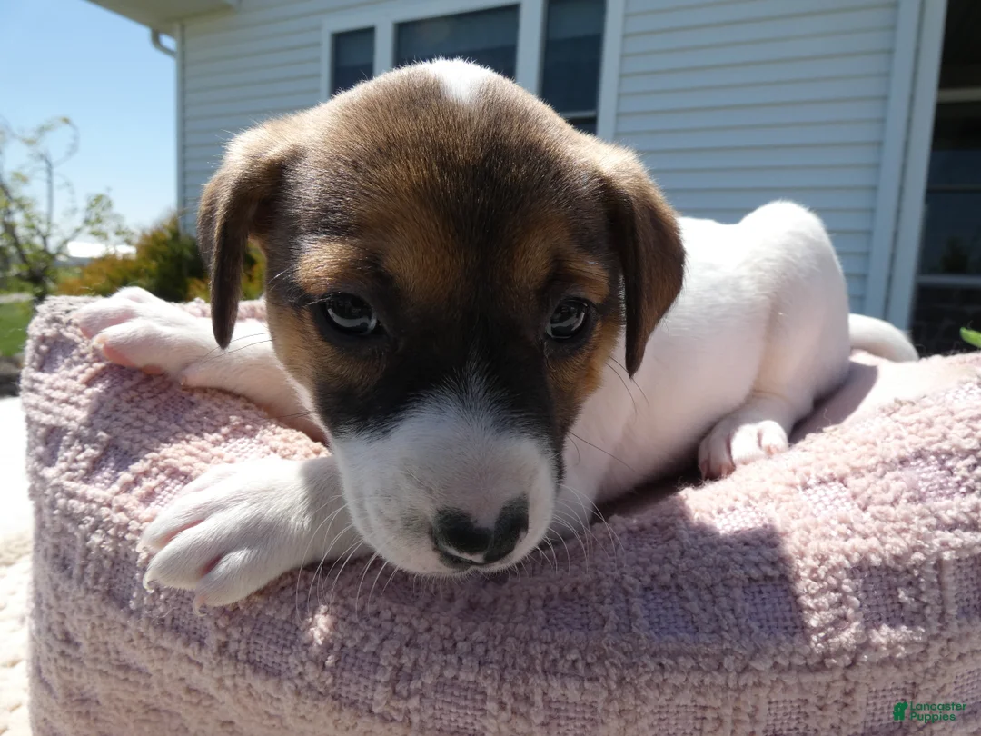 Jack Russell Terrier dogs for sale: Jack Russell Terrier Puppy 4 Snappy - Ad 2