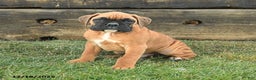 Boxer dogs for sale: Handsome - Ad 1