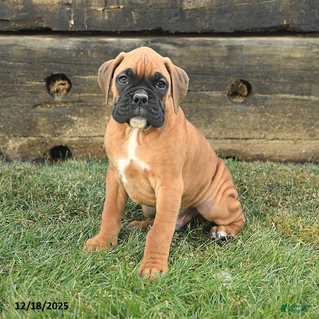 Boxer dogs for sale: Handsome - Ad 1