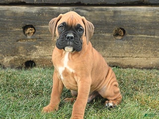 Boxer dogs Handsome - Ad 30