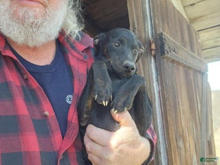 Miniature Pinscher dogs - Ad 16