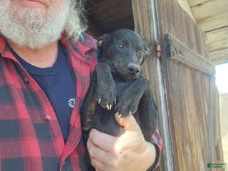 Miniature Pinscher dogs Sargent - Ad 34