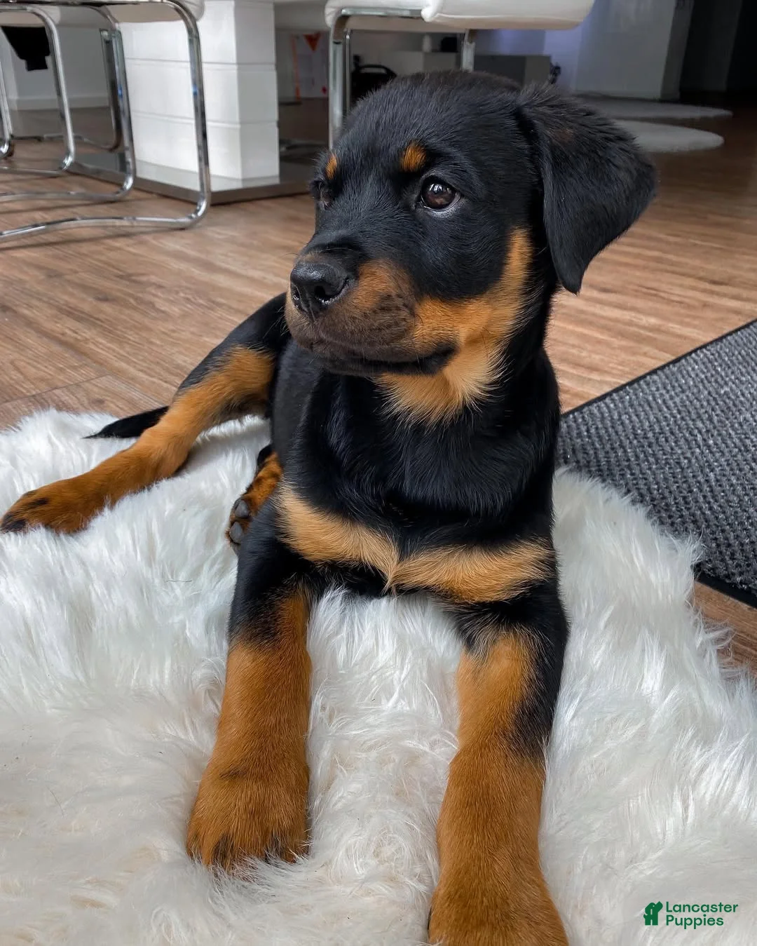 Rottweiler dogs for sale: Hailey - Ad 4