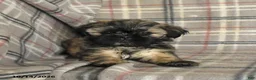 Shih Tzu dogs for sale: Twix - Ad 3
