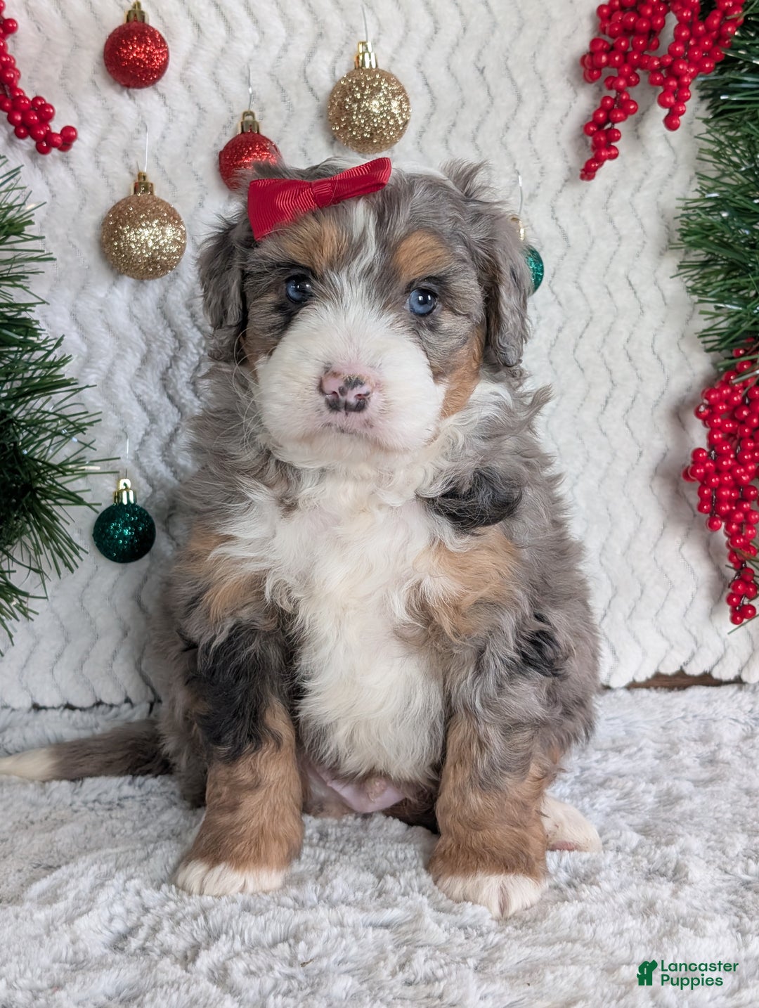Mini Bernedoodle dogs for sale: Mini Niko  - Ad 16