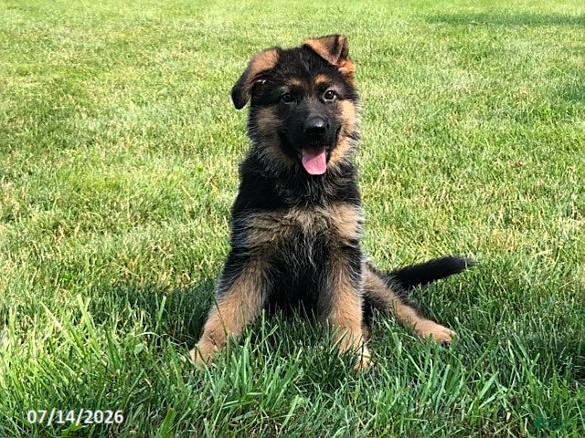 German Shepherd dogs Ella - Ad 1