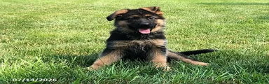 Ella
