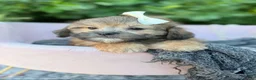 Shihpoo dogs for sale: Prim - Ad 4
