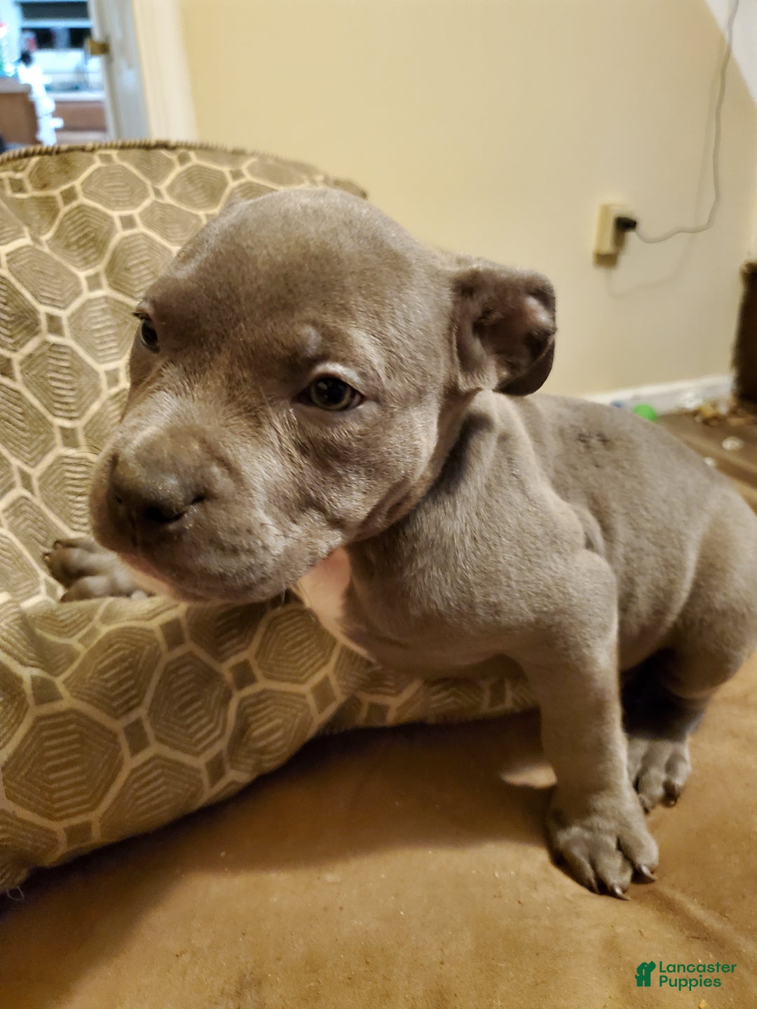 Atlanta Georgia Blue Nose Pitbull Puppies Craigslist American