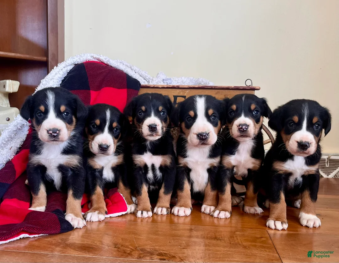 Greater Swiss Mountain Dog dogs for sale: Viper❤️🐾AKC Hip Cert❤️Call 717-859-8731 - Ad 3