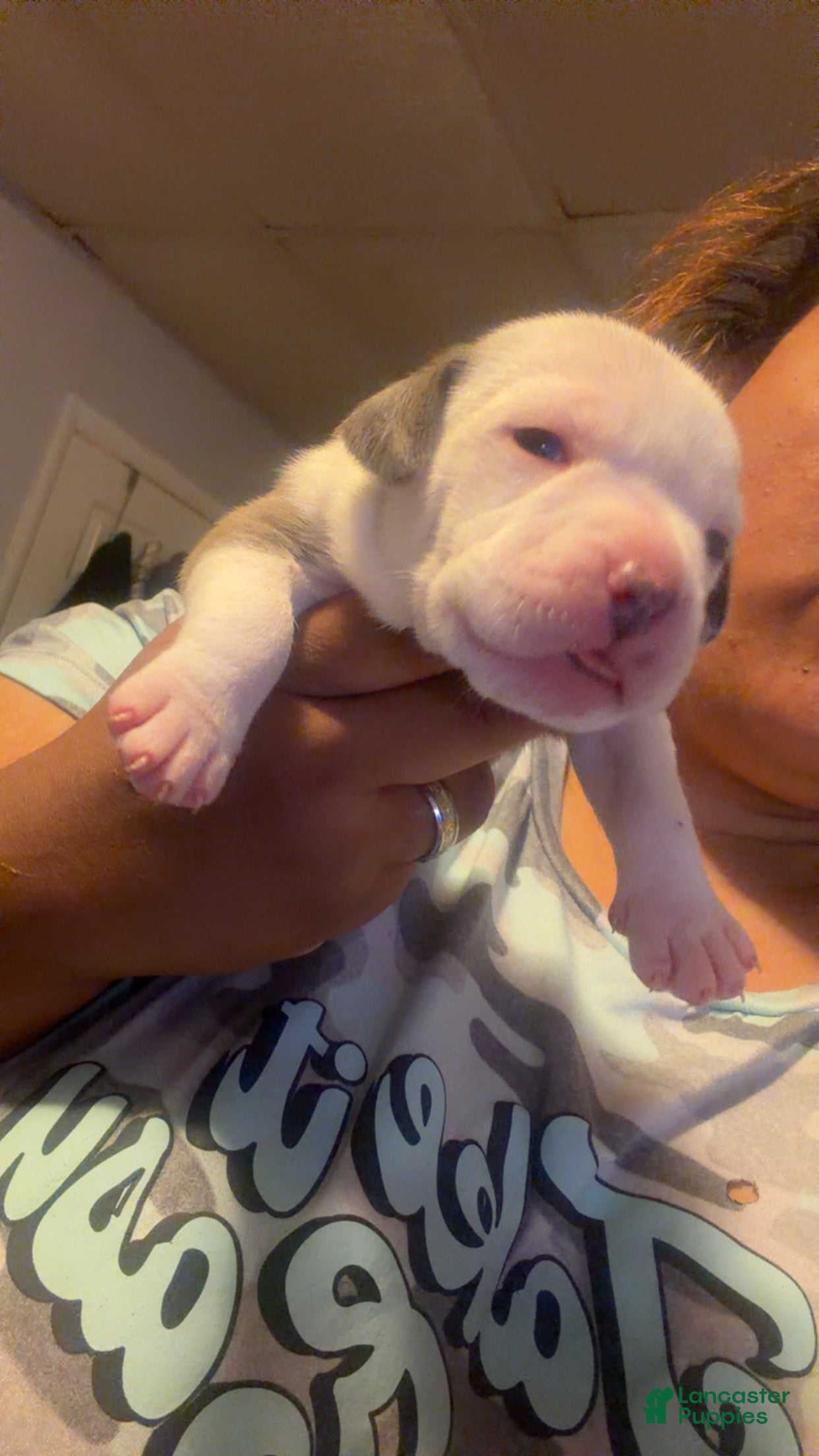 American Staffordshire Terrier dogs American Staffordshire Terrier 4 - Ad 1